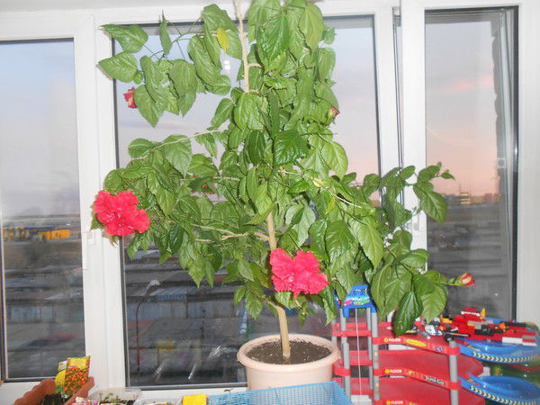 Анжелика Елпаева