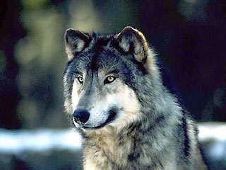 Stalker 05 Регион