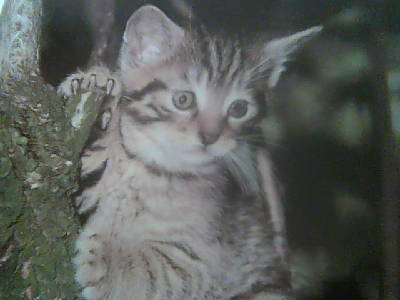 Владимир Владимир