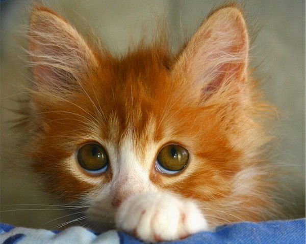 Наталья Евдокимова