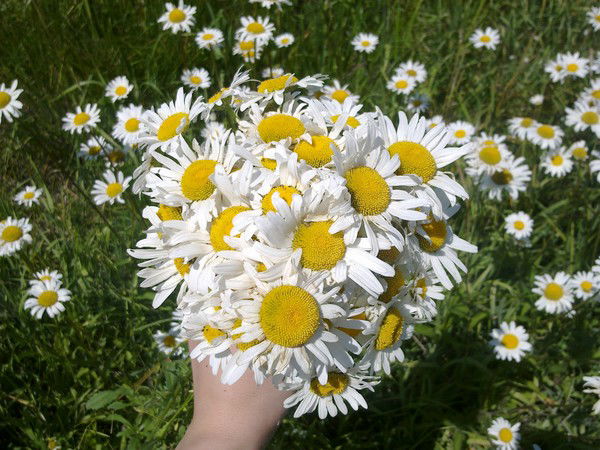 Галина Борисова