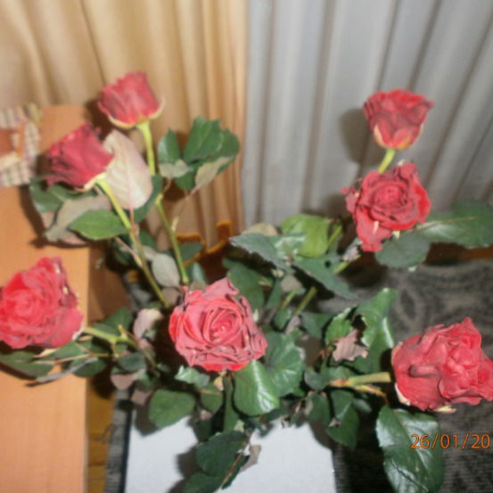 Елена Войнаровская