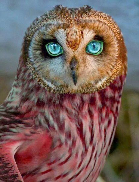 Айсулу Алтай