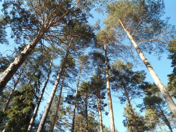 Елена Беломестных