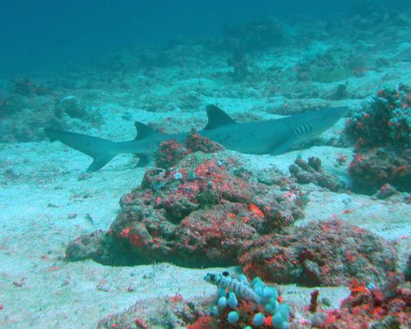 Ольга Попова