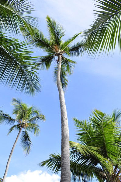 Фарида Мухаметгалеева