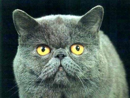 Александр Елизаров