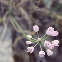 Лера Солнцева