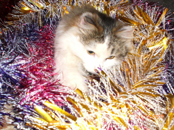 Наталья Соколова