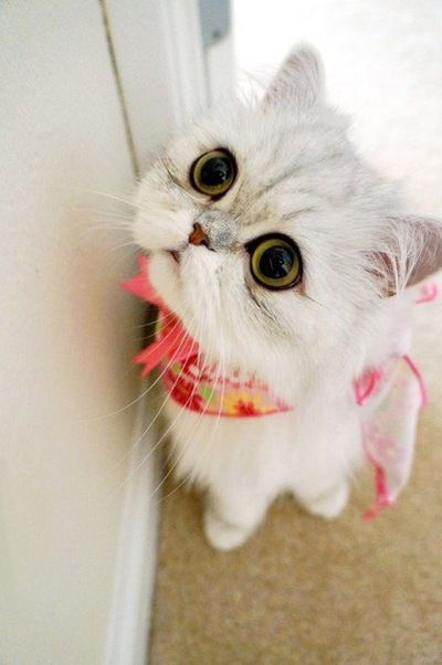 Катя Агаськина