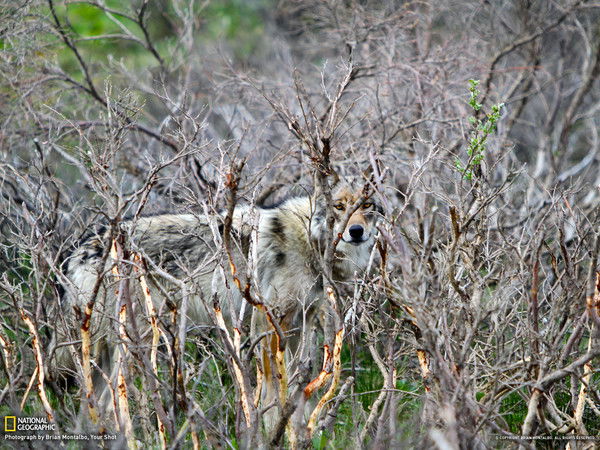 Валерий Константинов