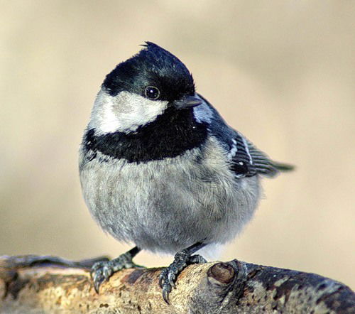 Владимир Островский