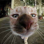 Алевтина Дарская