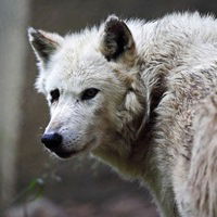 Динар Хабибуллин