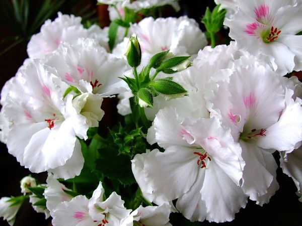 Замира(Манзура) Иргешова