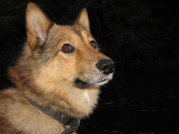 Евгений Литвиненко