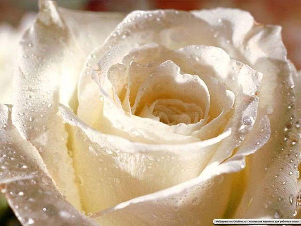 Екатерина Власова