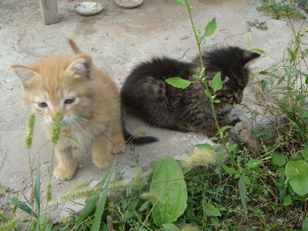 Вера Голованова