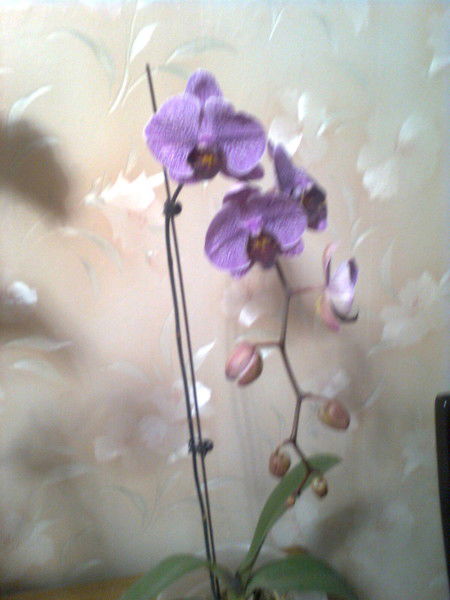 Земфира Шалтыкова