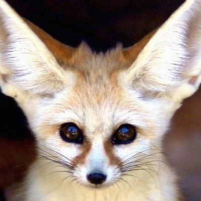 Галина Костина