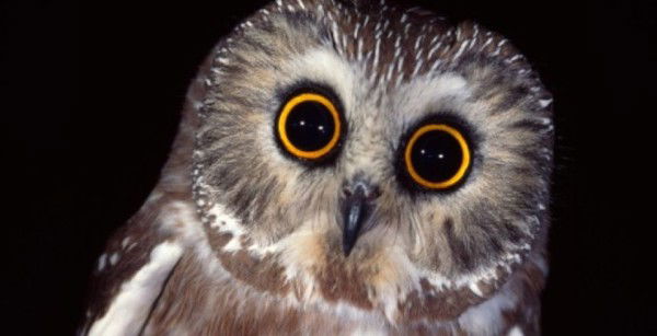 Светлана Комова