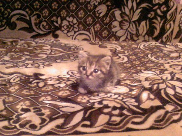 Ольга Шергина