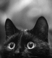 Ольга Карпунина