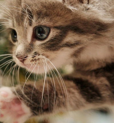 Лиза Вешнякова