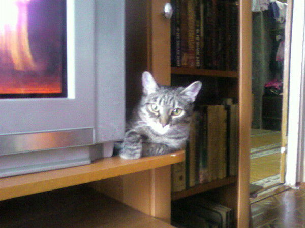 Светлана Кокшарова