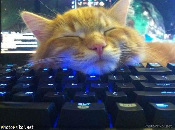 Ромашов Максим