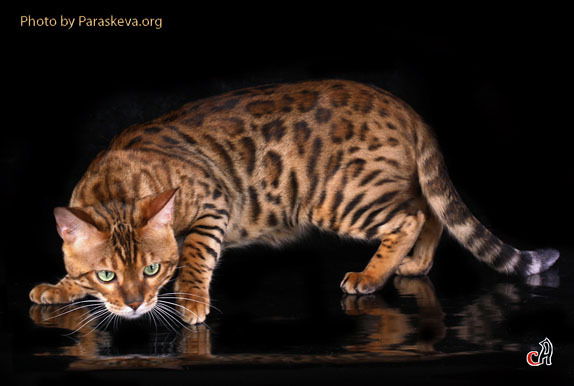 Лена Павелко