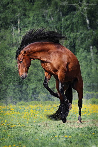 Валентина Ландо
