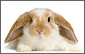 Наташа Горошева