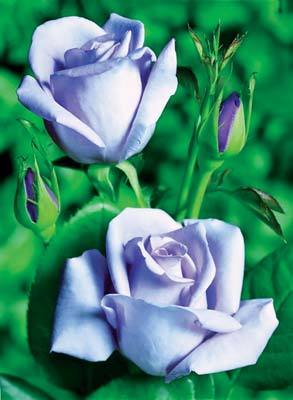 Татьяна Дитц