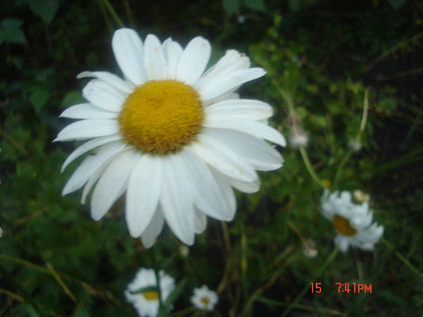 Самойленко Любовь