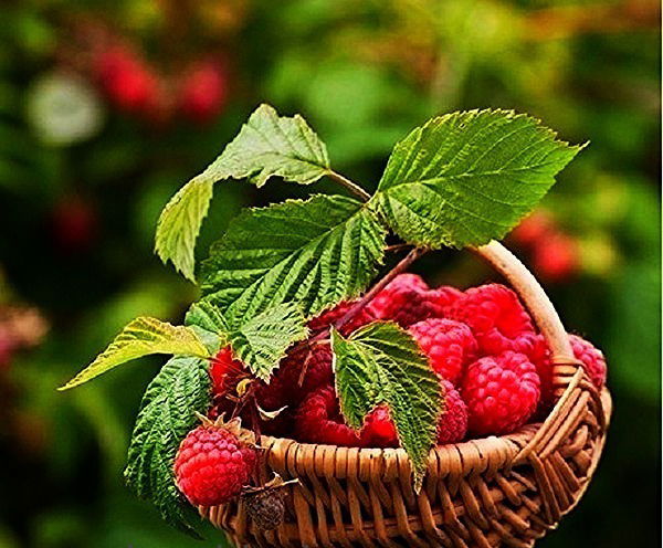 Динара Насырбаева