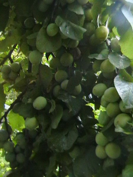 Светлана Пискун