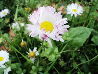 Елена Тренина