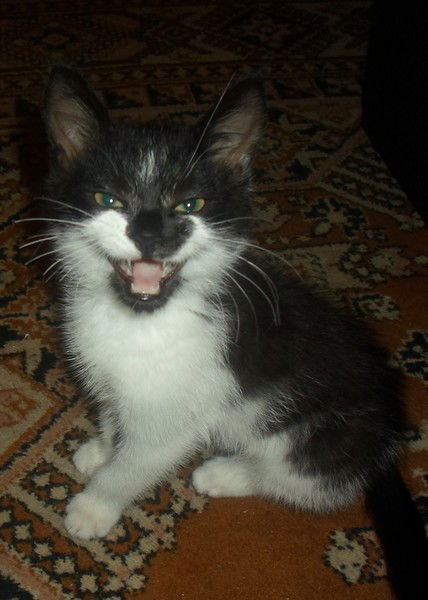 Валерия Недбайлова