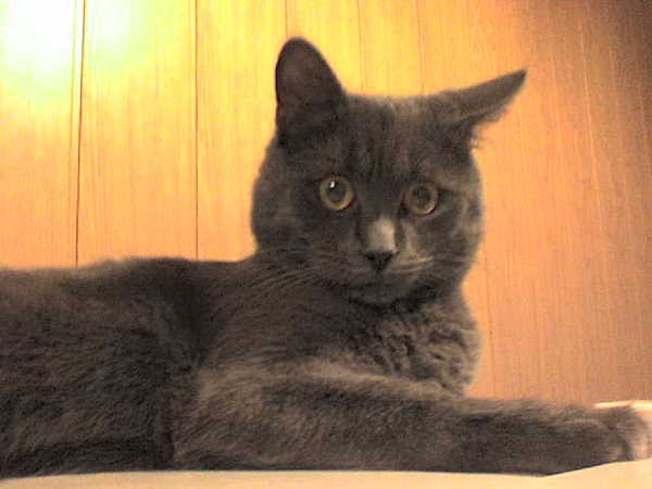 Елена Прекрасная