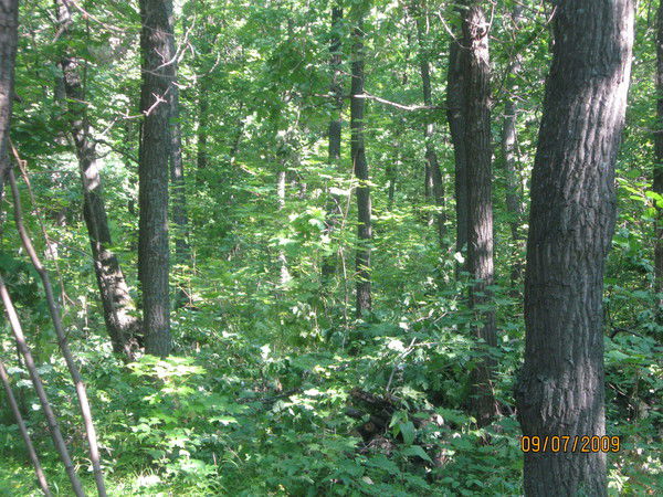 Асхат Курмаев