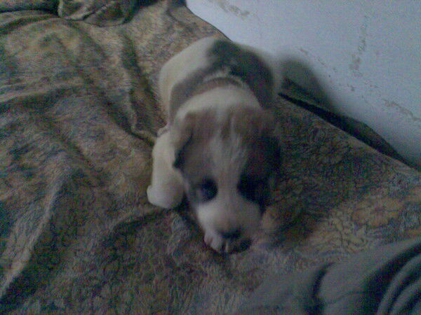 Денис Сомов