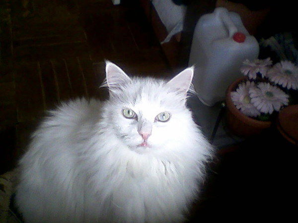 Александр Бойков