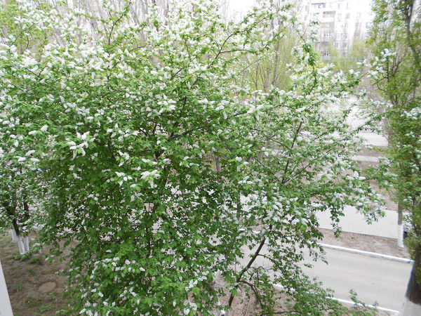 Олег Неуступов