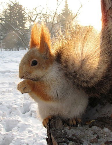 Ольга Гарина