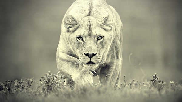 Михаил Омельчук