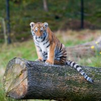 Александр Курьеров