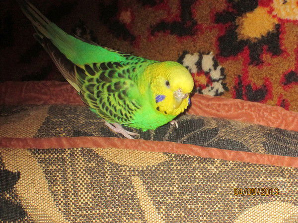 Азат Капезов