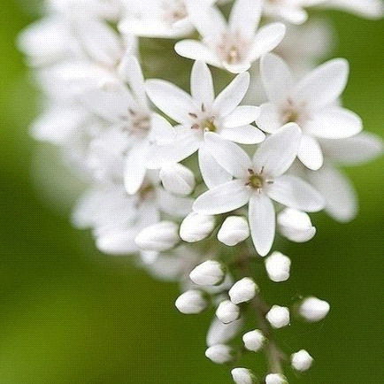 Алексанра Грачева