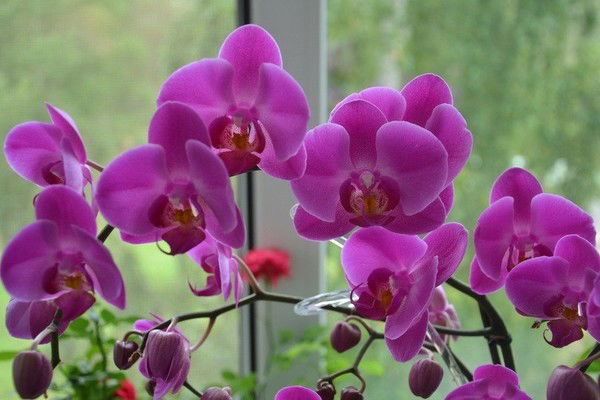 Венера Даутова